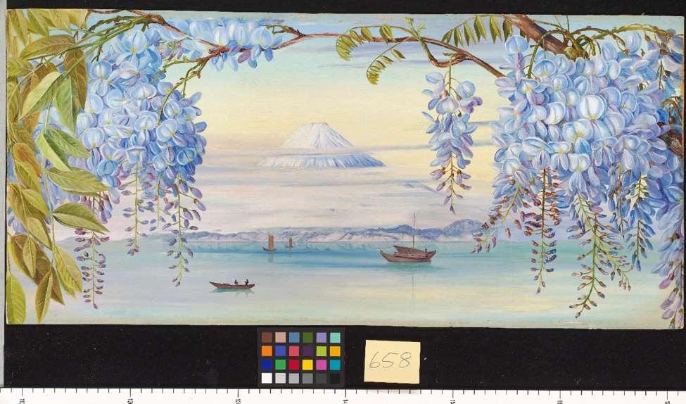 Digital Storytelling in the Digitisation of Japanese Botanical Specimens in RBG, Kew’s Collections